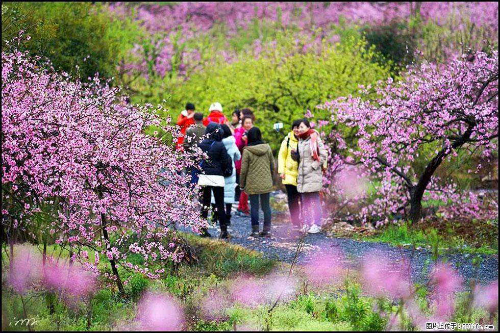 【春天,广西桂林灌阳县向您发出邀请!】官庄村有个醉美的桃花园 - 游山玩水 - 黔东南生活社区 - 黔东南28生活网 qdn.28life.com