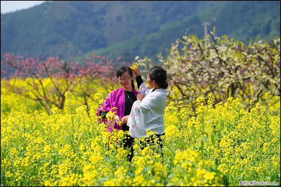 【春天,广西桂林灌阳县向您发出邀请!】长坪村油菜盛情花开 - 游山玩水 - 黔东南生活社区 - 黔东南28生活网 qdn.28life.com