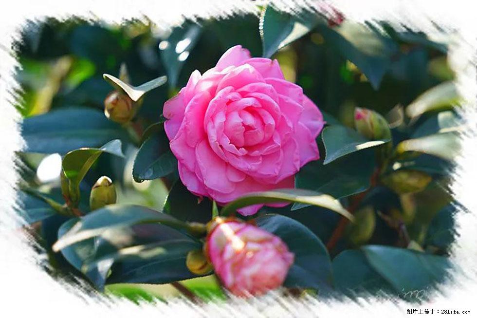 【春天,广西桂林灌阳县向您发出邀请!】杨柳井茶花惹人爱 - 游山玩水 - 黔东南生活社区 - 黔东南28生活网 qdn.28life.com