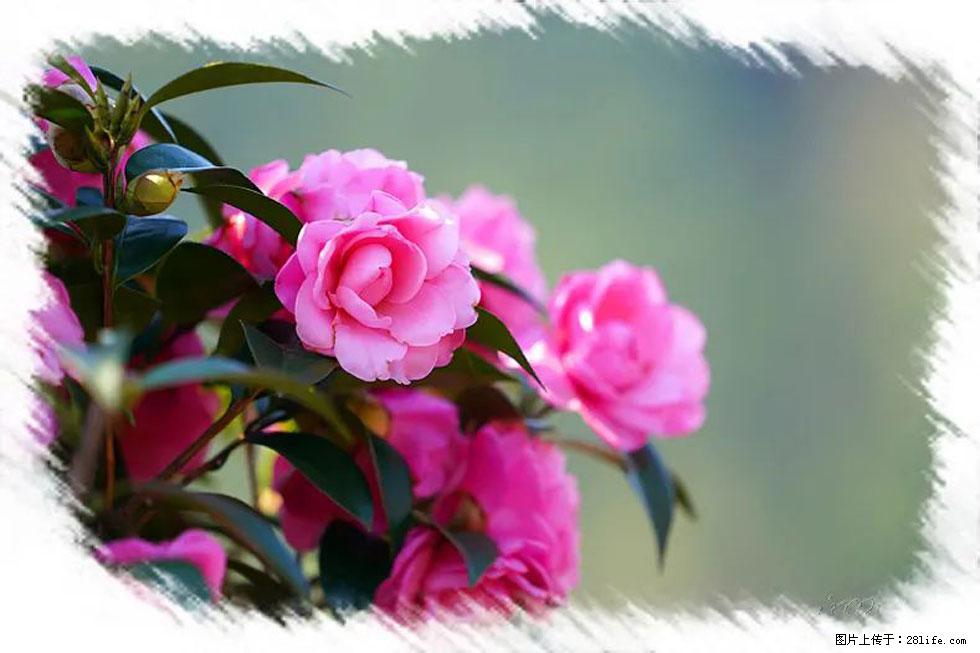 【春天,广西桂林灌阳县向您发出邀请!】杨柳井茶花惹人爱 - 游山玩水 - 黔东南生活社区 - 黔东南28生活网 qdn.28life.com