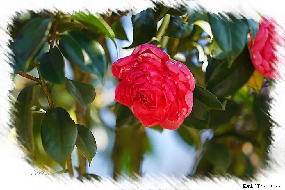 【春天,广西桂林灌阳县向您发出邀请!】杨柳井茶花惹人爱 - 游山玩水 - 黔东南生活社区 - 黔东南28生活网 qdn.28life.com