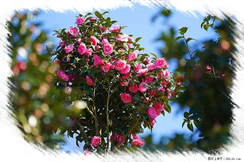 【春天,广西桂林灌阳县向您发出邀请!】杨柳井茶花惹人爱 - 游山玩水 - 黔东南生活社区 - 黔东南28生活网 qdn.28life.com