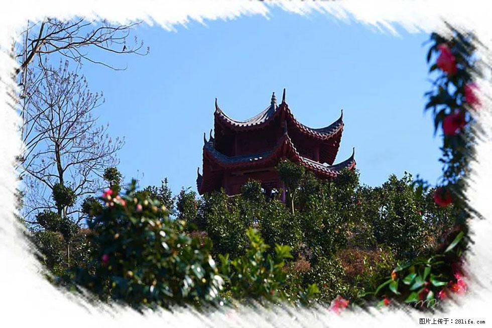 【春天,广西桂林灌阳县向您发出邀请!】杨柳井茶花惹人爱 - 游山玩水 - 黔东南生活社区 - 黔东南28生活网 qdn.28life.com
