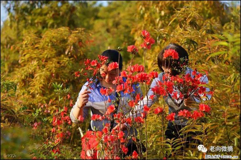 【春天，广西桂林灌阳县向您发出邀请！】登麒麟山，相约映山红 - 游山玩水 - 黔东南生活社区 - 黔东南28生活网 qdn.28life.com