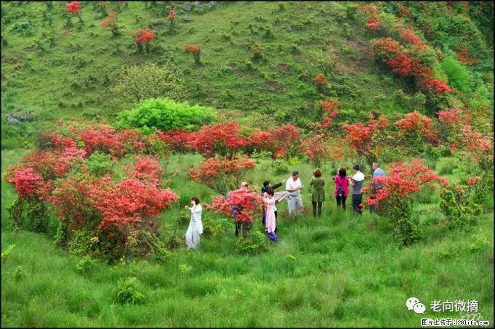 【春天，广西桂林灌阳县向您发出邀请！】宝盖山上映山红 - 游山玩水 - 黔东南生活社区 - 黔东南28生活网 qdn.28life.com