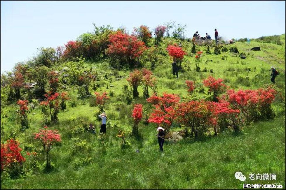 【春天，广西桂林灌阳县向您发出邀请！】宝盖山上映山红 - 游山玩水 - 黔东南生活社区 - 黔东南28生活网 qdn.28life.com