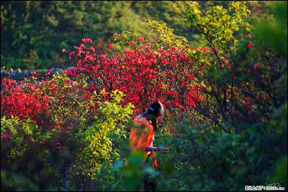 【春天，广西桂林灌阳县向您发出邀请！】春木界上映山红 - 游山玩水 - 黔东南生活社区 - 黔东南28生活网 qdn.28life.com