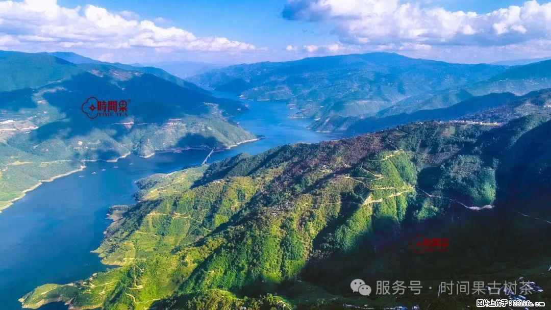 时间果百年古树龙珠普洱生茶 - 购物交流 - 黔东南生活社区 - 黔东南28生活网 qdn.28life.com