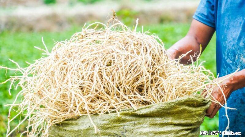 堪称“最难吃”的蔬菜，却是 “抗辐射神器”，还能护肺、清热、止咳化痰！ - 黔东南生活资讯 - 黔东南28生活网 qdn.28life.com