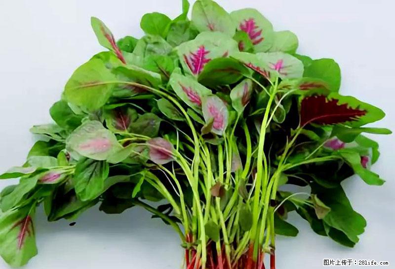 这些蔬菜是“天然钙片”，这6种被医生重点推荐 - 黔东南生活资讯 - 黔东南28生活网 qdn.28life.com