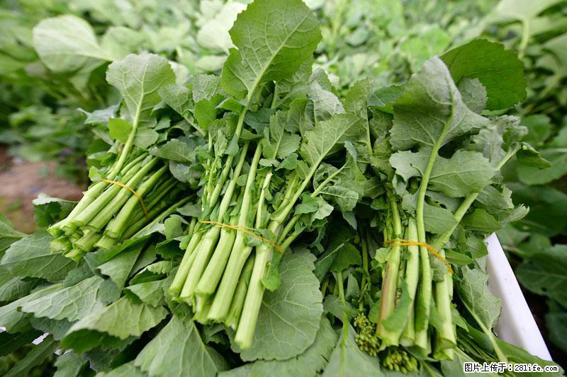 这些蔬菜是“天然钙片”，这6种被医生重点推荐 - 黔东南生活资讯 - 黔东南28生活网 qdn.28life.com